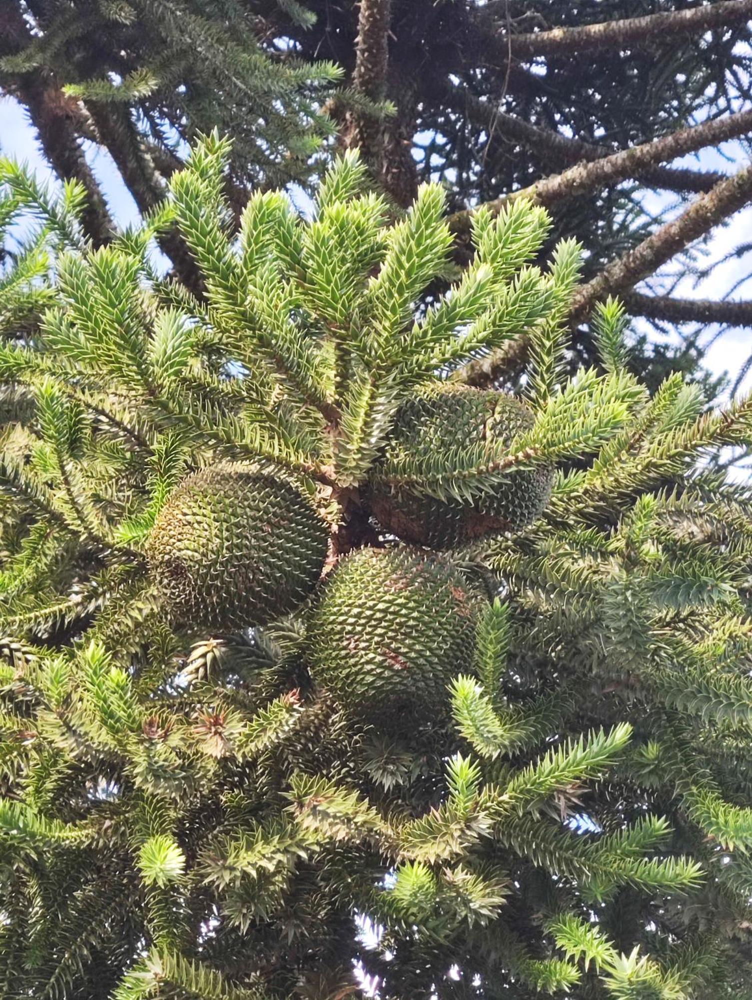 Eco Kaza Διαμέρισμα Urupema Εξωτερικό φωτογραφία